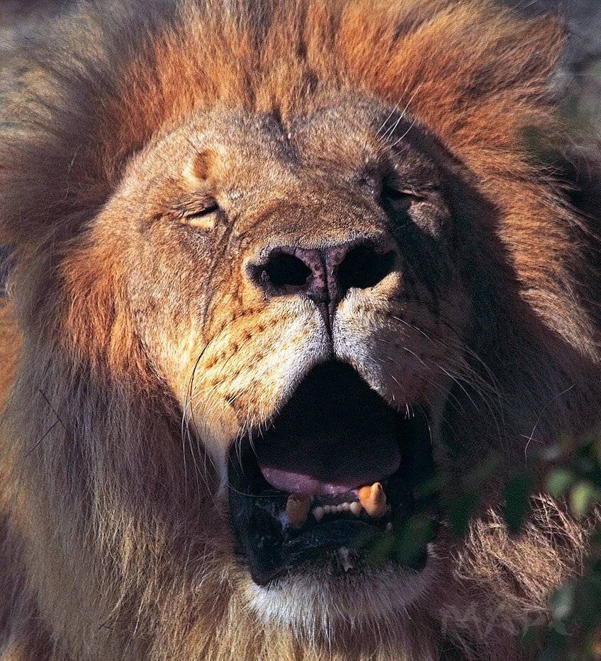 животные лев лето, Шангареев Марс