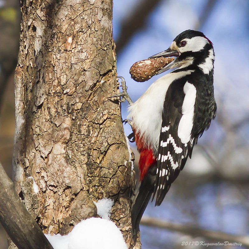 С шишкой фото превью