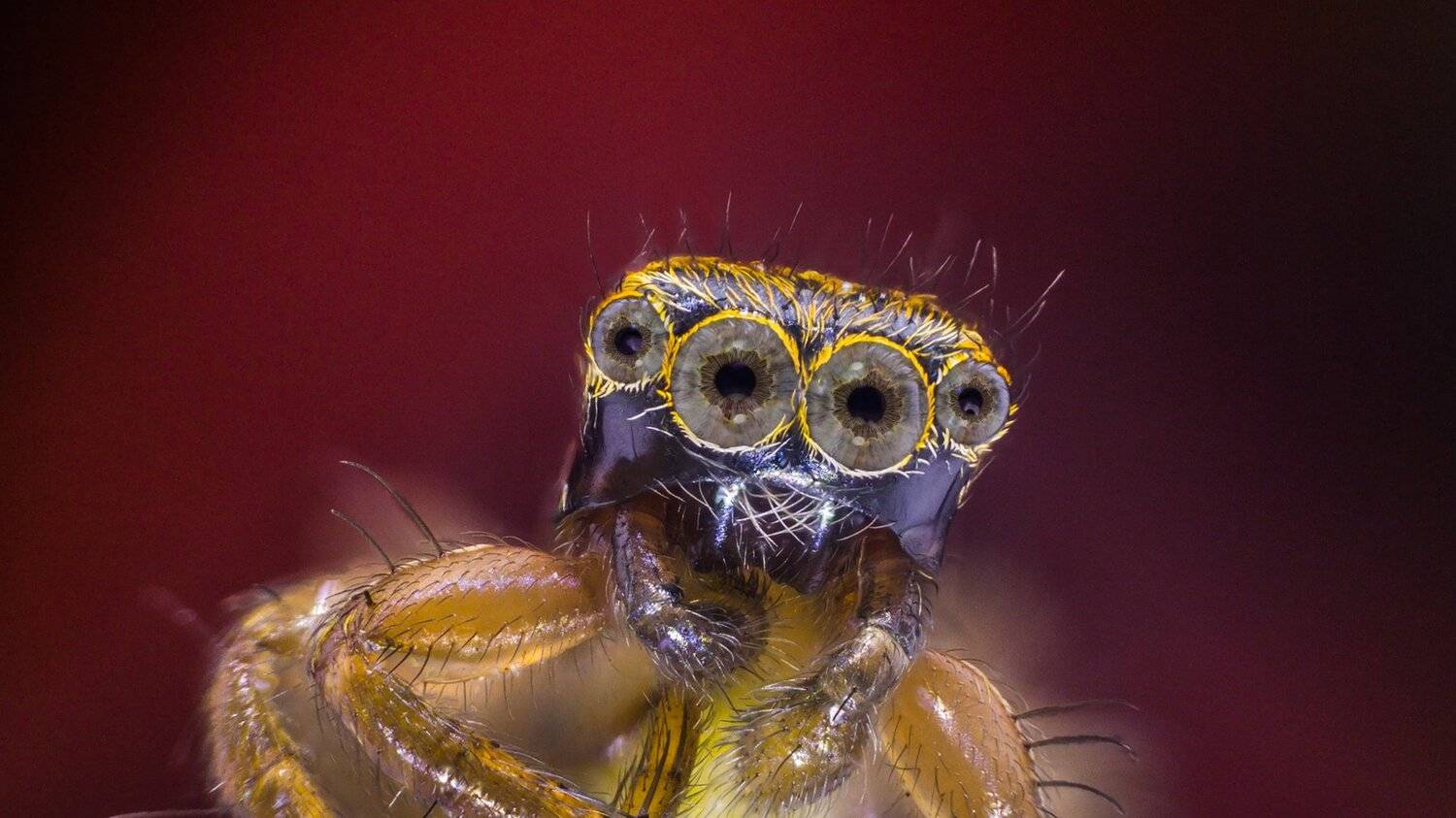 ceclii,macro,lgg4, Tsvetan Ganev