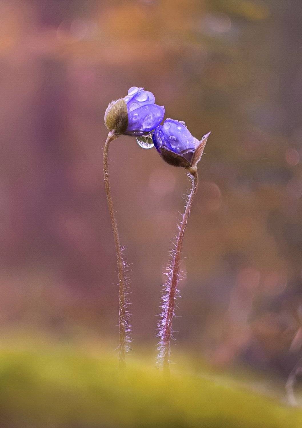 цветы, природа, Александр Гвоздь