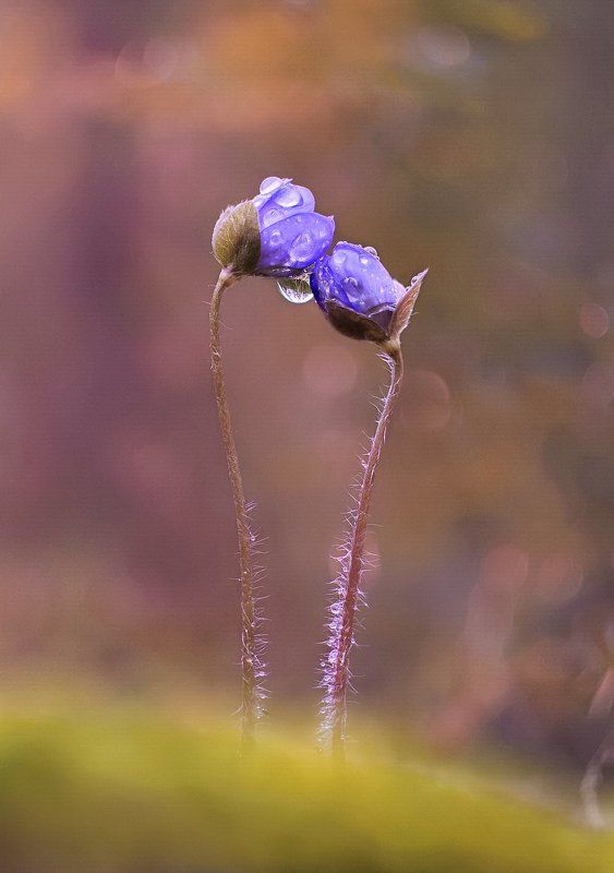 Вдвоем фото превью