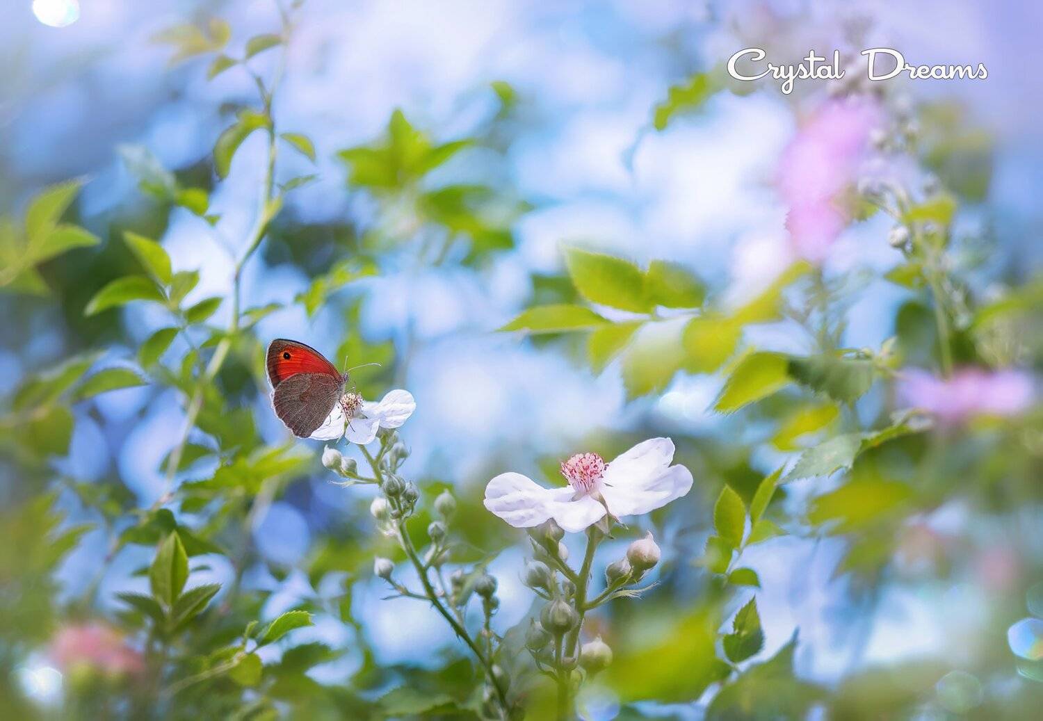 crystal dreams? macro?, Татьяна Крылова