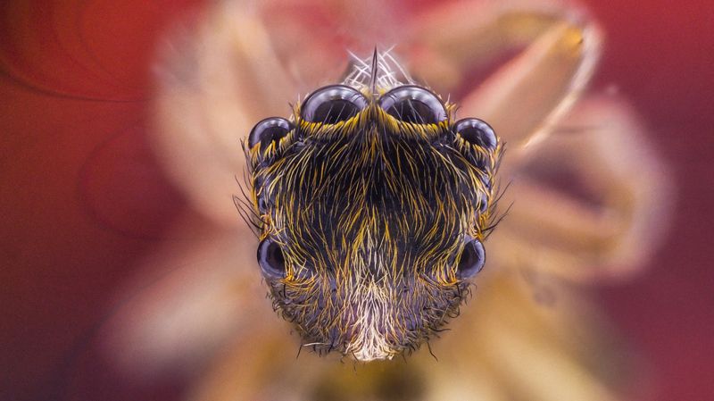Spider фото превью