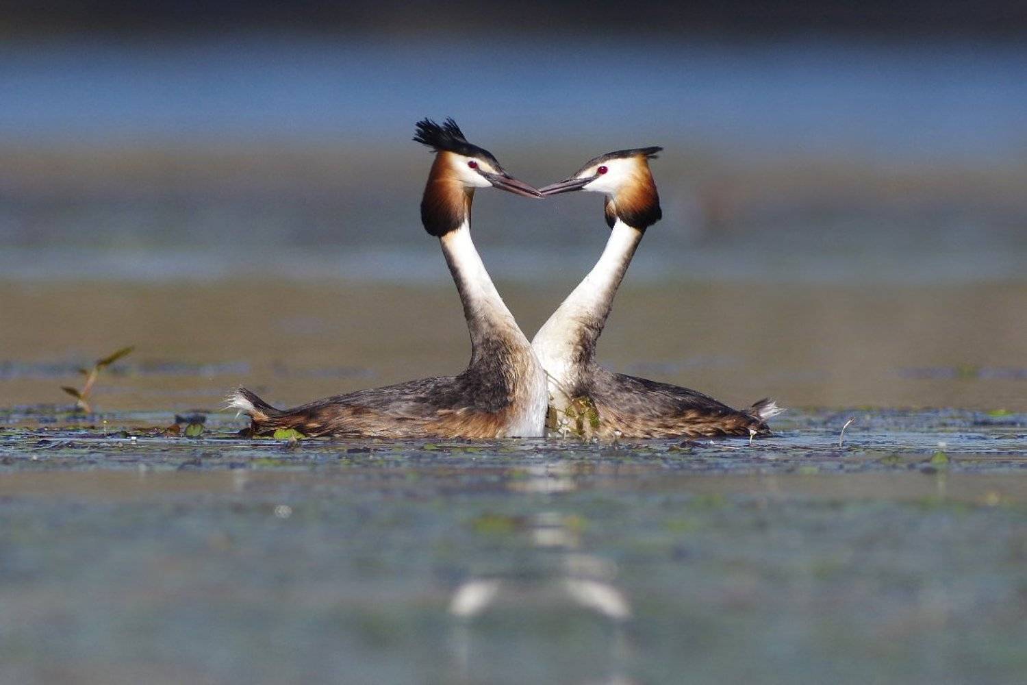 чомга, голям гмурец,podiceps cristatus, Евгени Стефанов