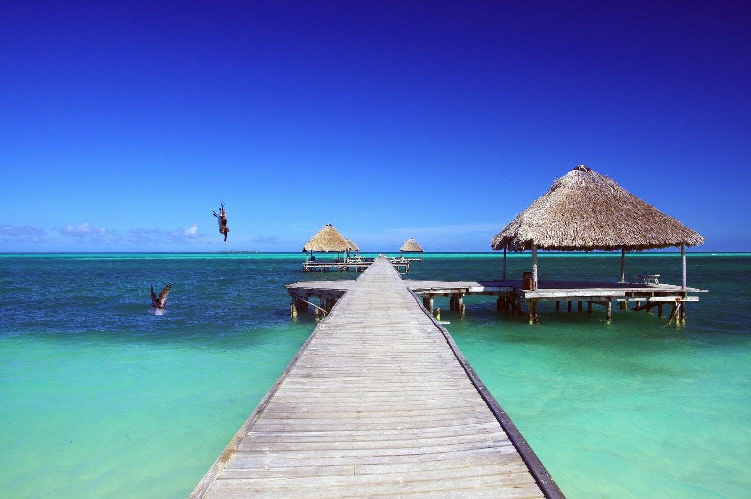 cuba,cayo guillermo,birds,, Jacek