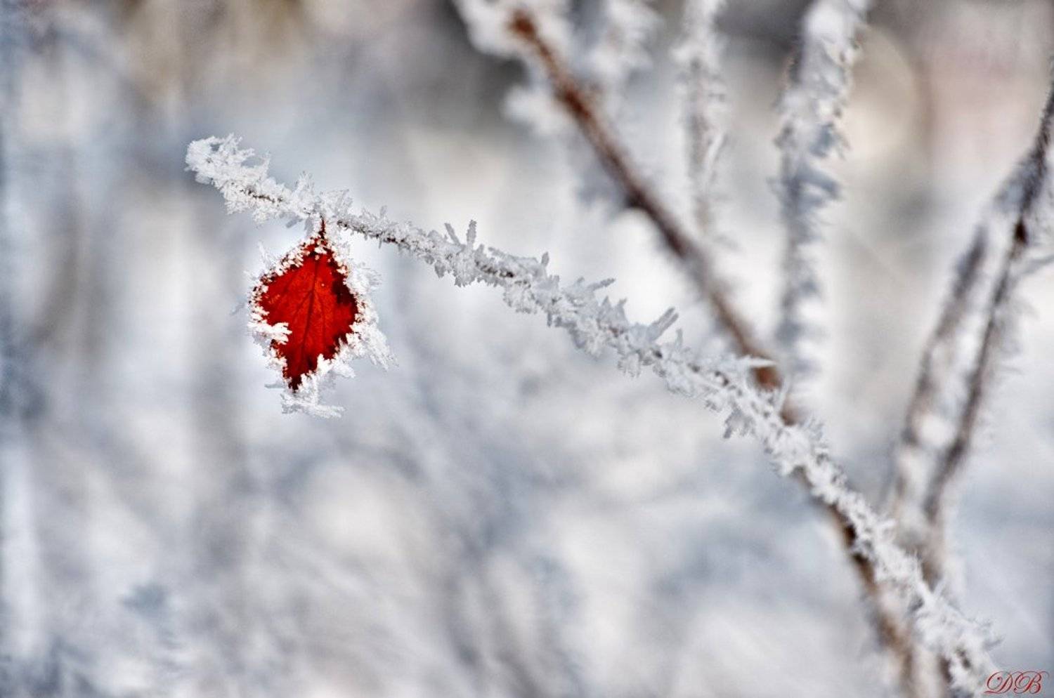 nature, frost, frosted, snow, ice, leaf, brown, branch, glow, winter, color, colors, color image, photography, white, light,, Dr Didi Baev