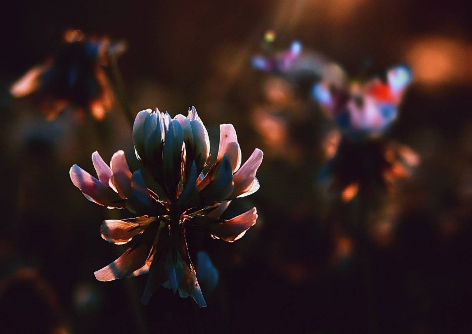 wake,macro,eleven,sony,light,bokeh,, Emerald Wake &copy;