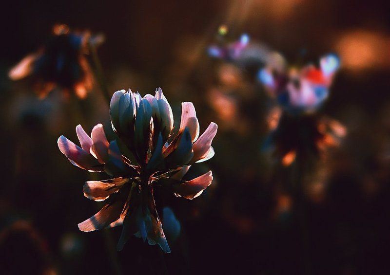 wake,macro,eleven,sony,light,bokeh, MERI II фото превью