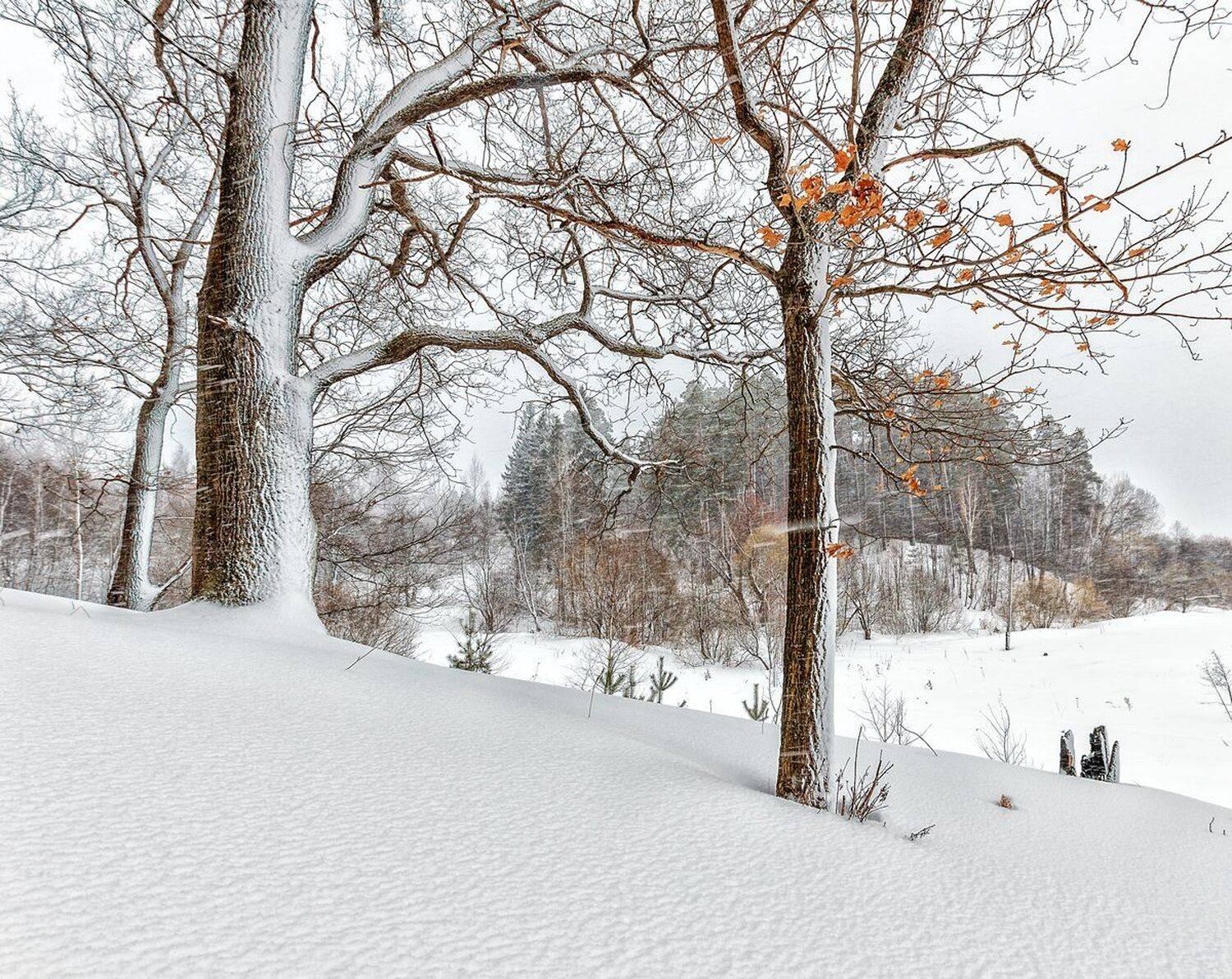 , Николай Андреев