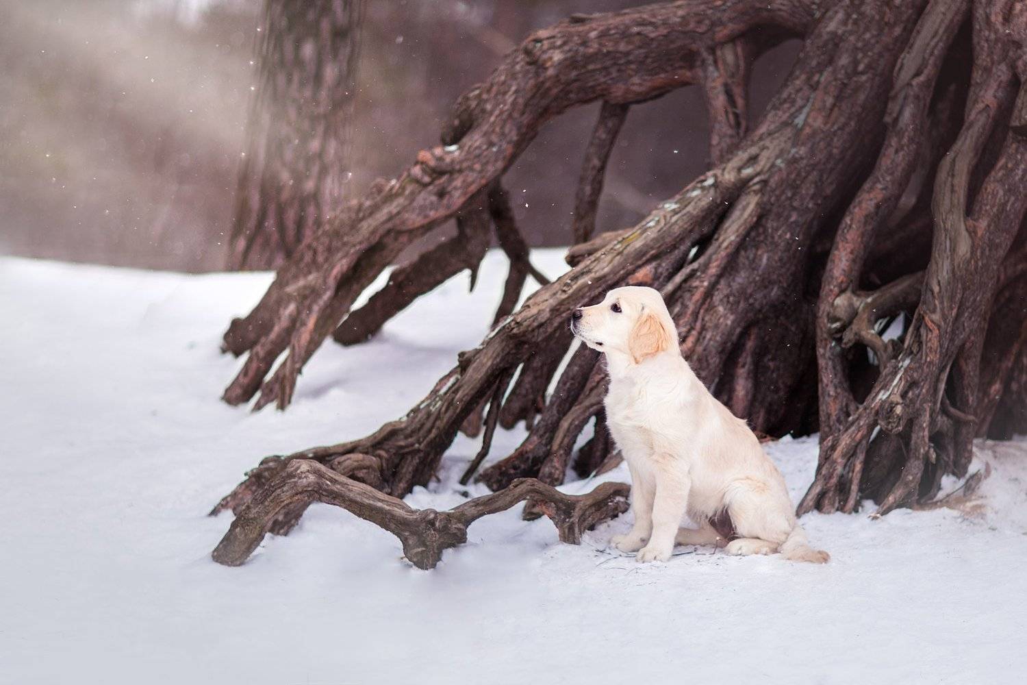 , Никитина Анна