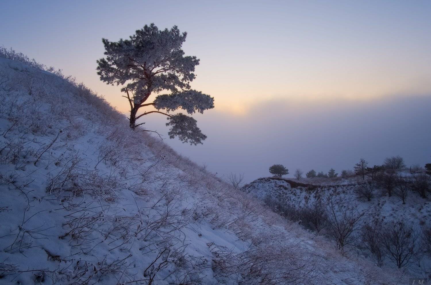 зима, одинокая, сосна, вечер, закат, туман, январь, снег, вид сверху, I'M