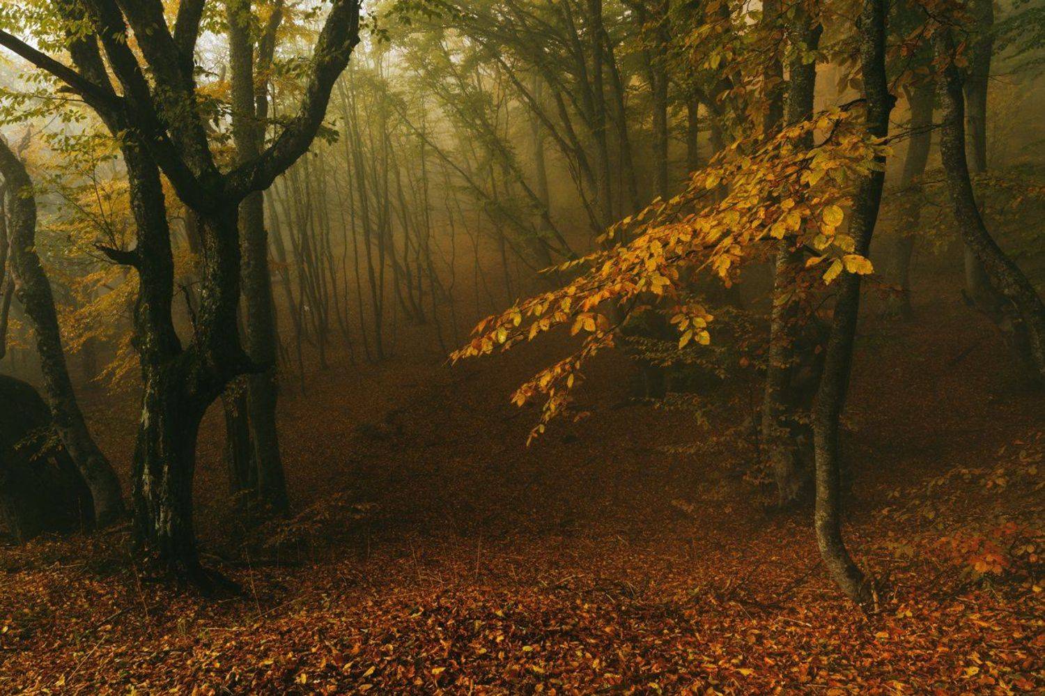 , Бруно Томский