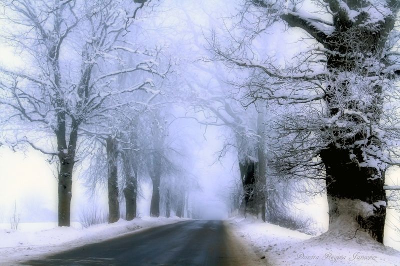 mist, winter, snow, blue, trees, winters landscape, road,  country road in the mist фото превью