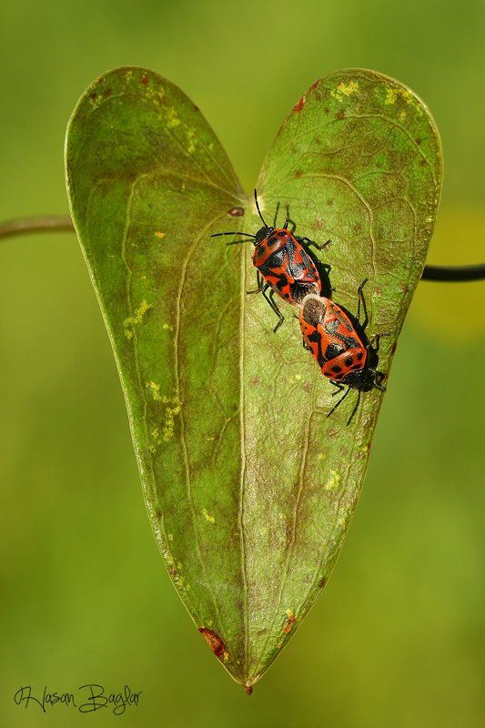 valentine,day,love,macro,nature,cyprus,northcyprus Art Of The Love фото превью