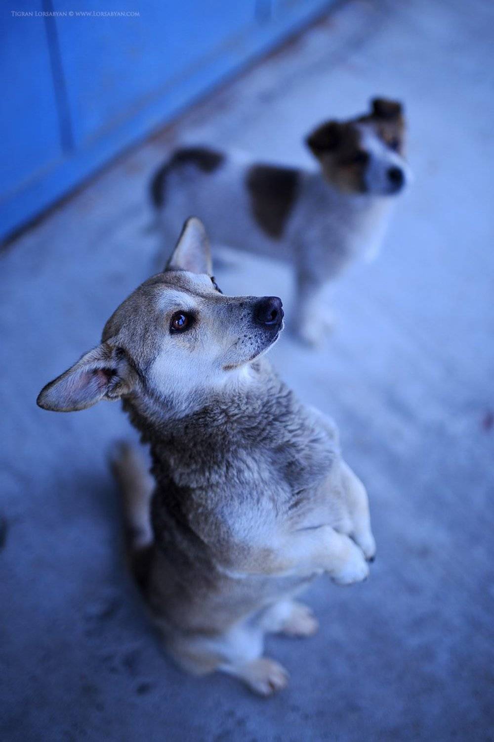 , Тигран Лорсабян