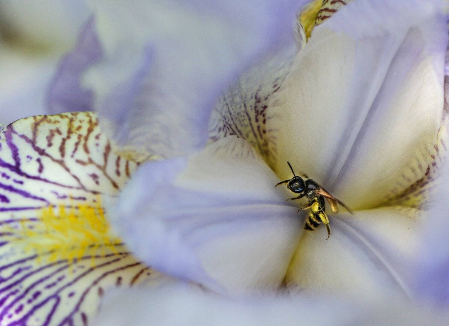 природа, макро,цветы, ирис, насекомое, перепончатокрылые, пчелка, Неля Рачкова