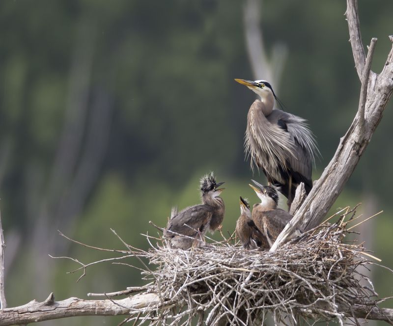 grand héron Grand Héron фото превью
