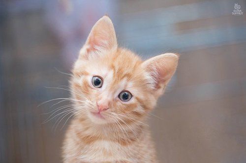 Портреты котиков :-)