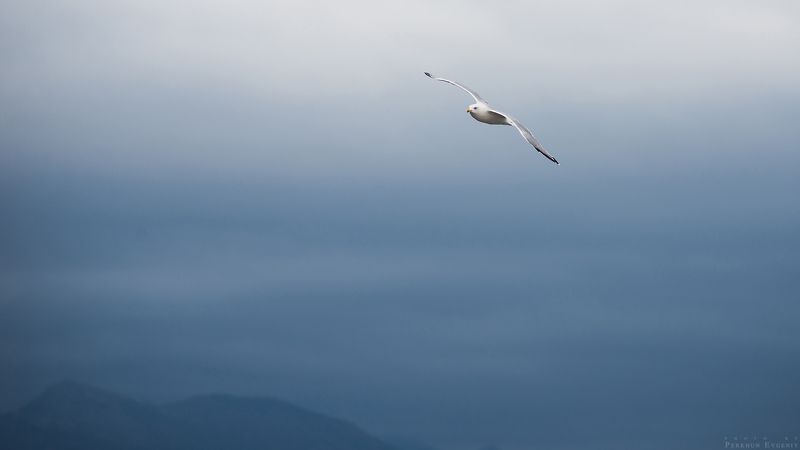 буря, небо, туча, гора, птица, море Затишье перед бурей фото превью