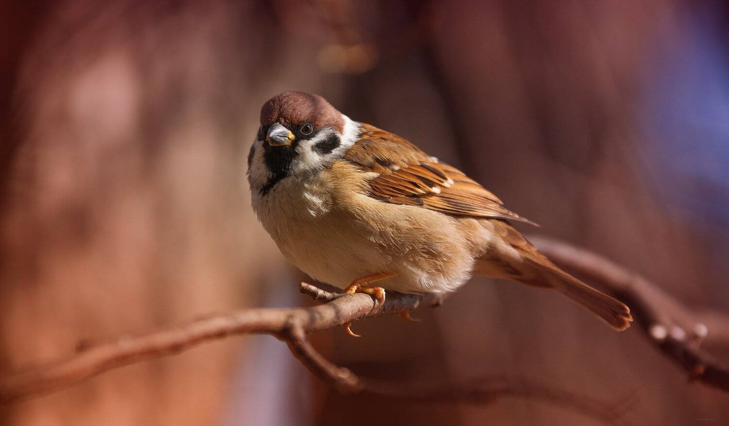 природа, лес, животные, птицы, Дмитрий Посевич