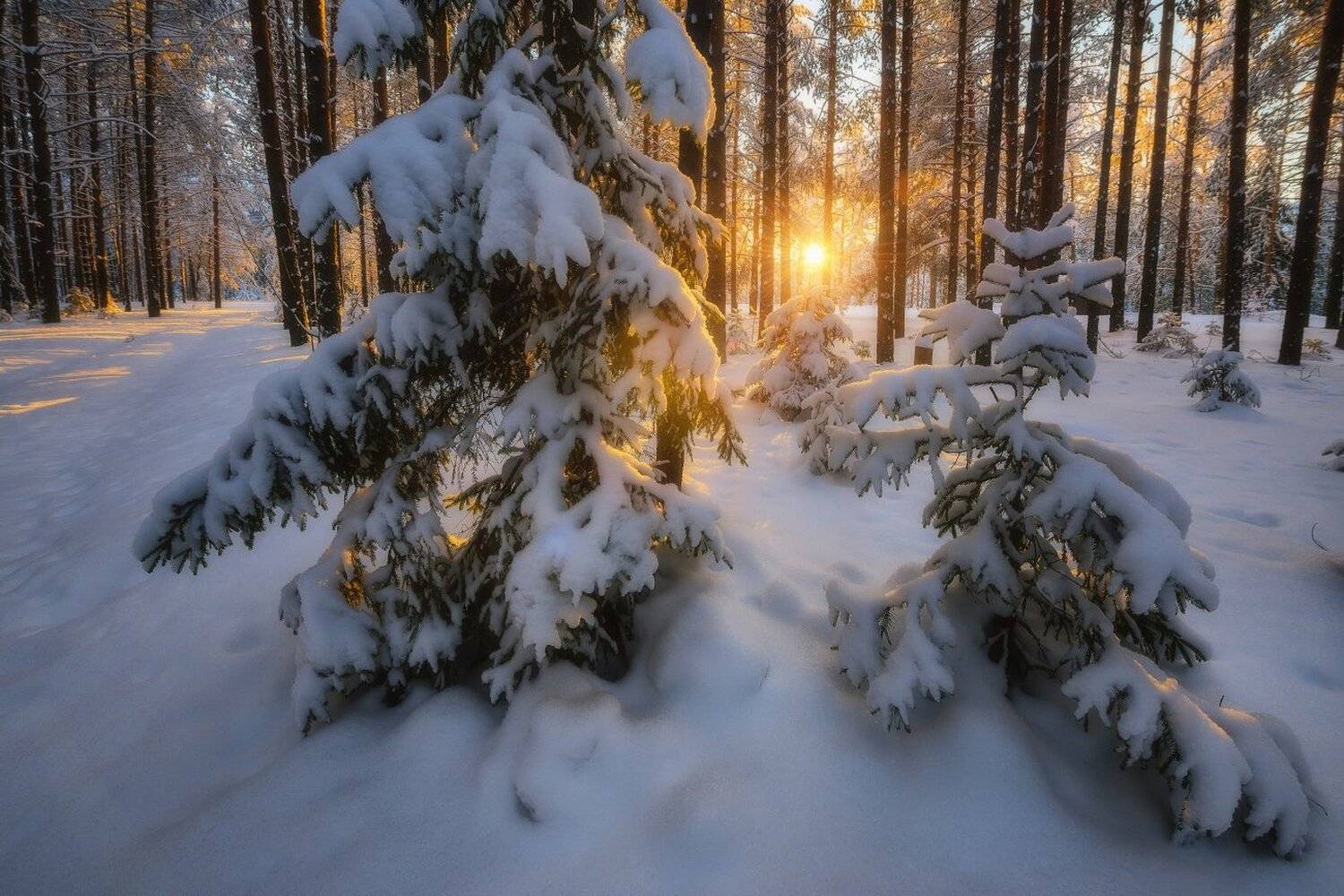 , Устюжанин Михаил