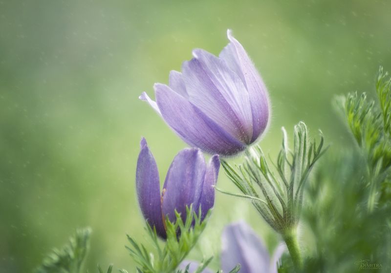 Мы вдвоем  фото превью