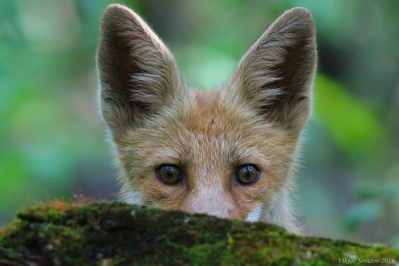 Лисенок на водопое. фото превью