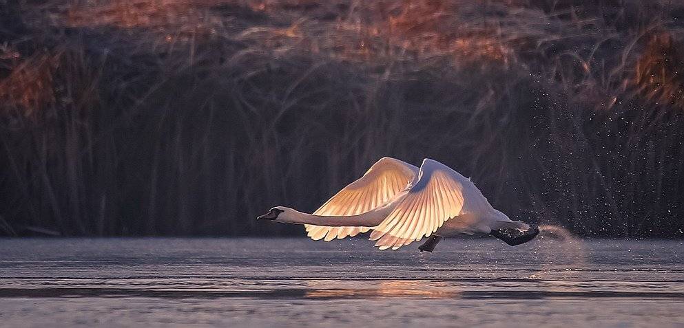 , Вячеслав Мищенко