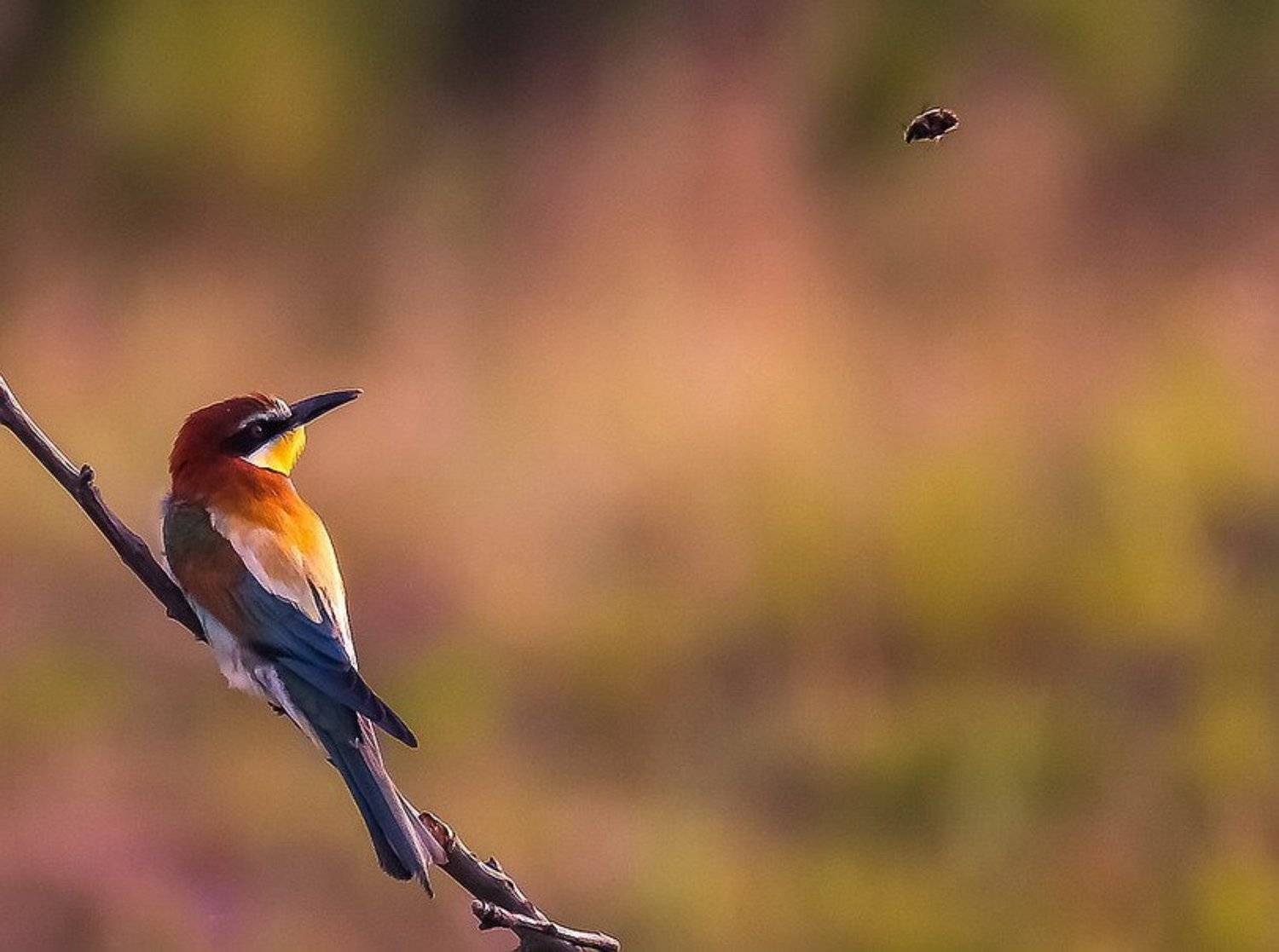 , Вячеслав Мищенко