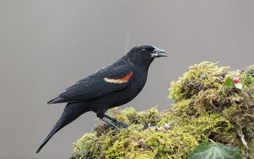 Красноплечий чёрный трупиал - Red-winged Blackbird