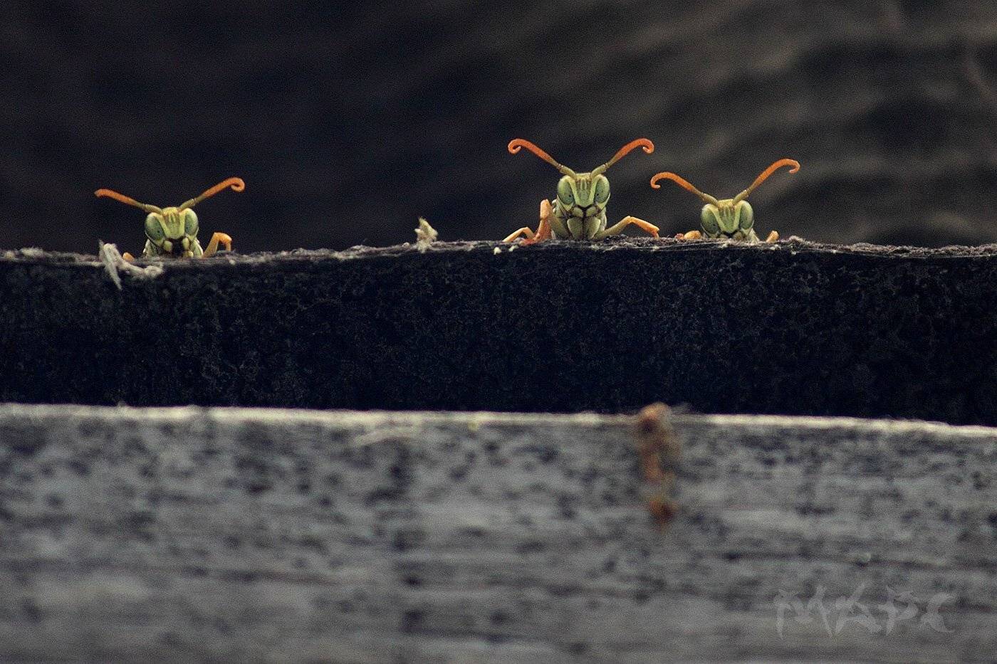 макро насекомые осы лето, Шангареев Марс