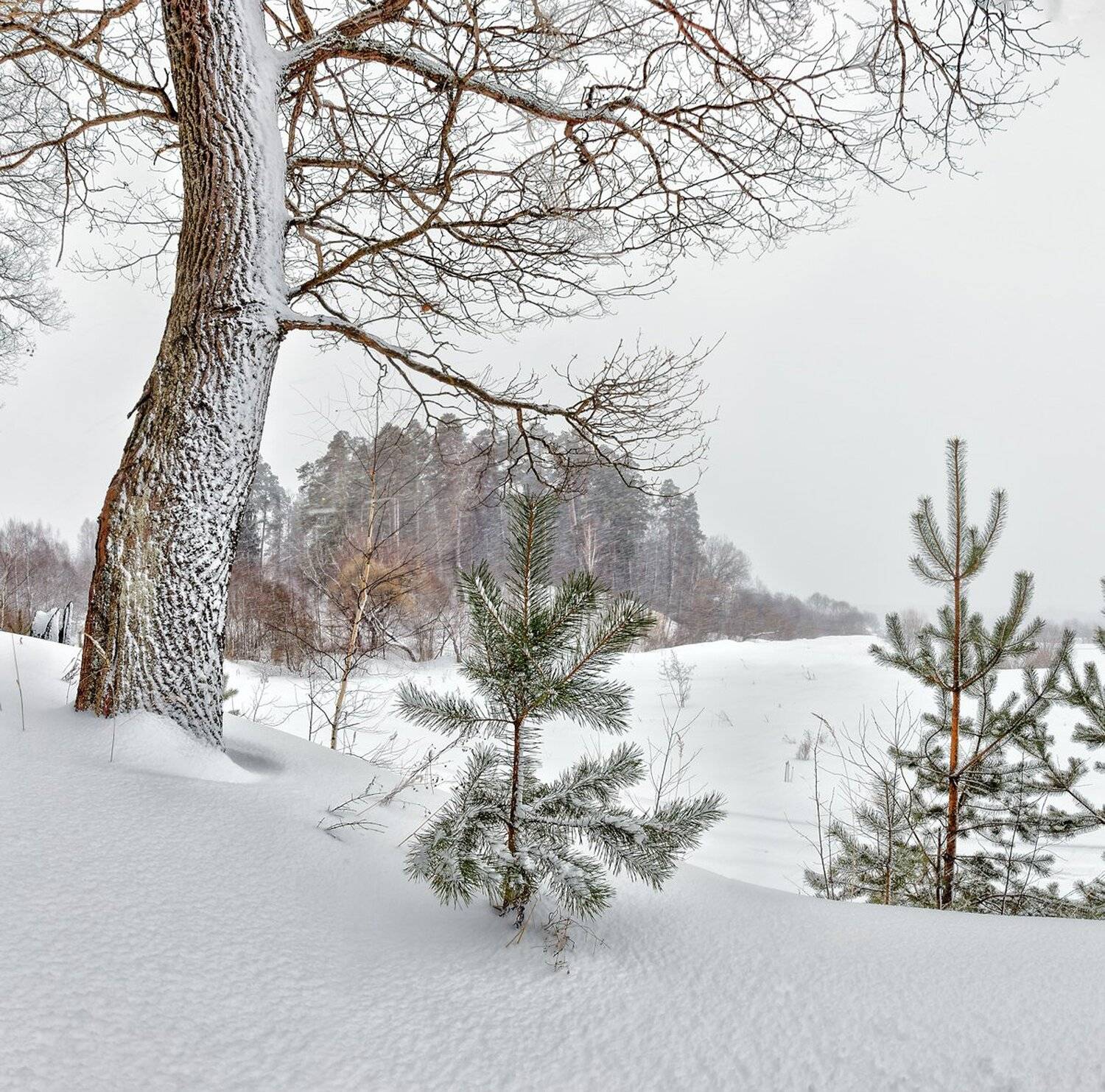 , Николай Андреев