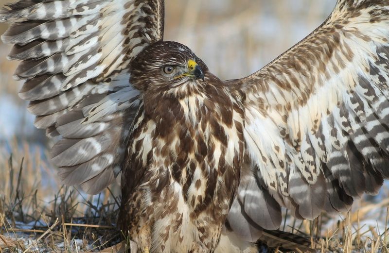 Обыкновенный канюк. фото превью