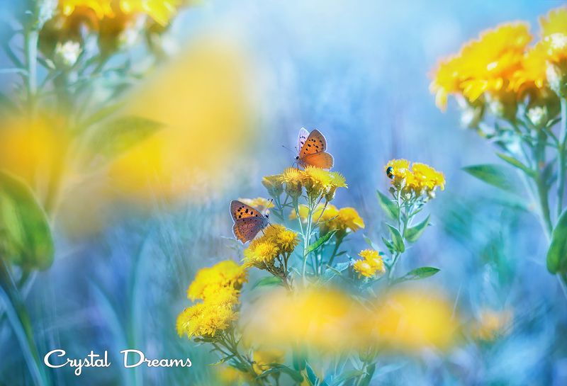 crystal dreams, macro, spring, color, art, nature, butterfly \