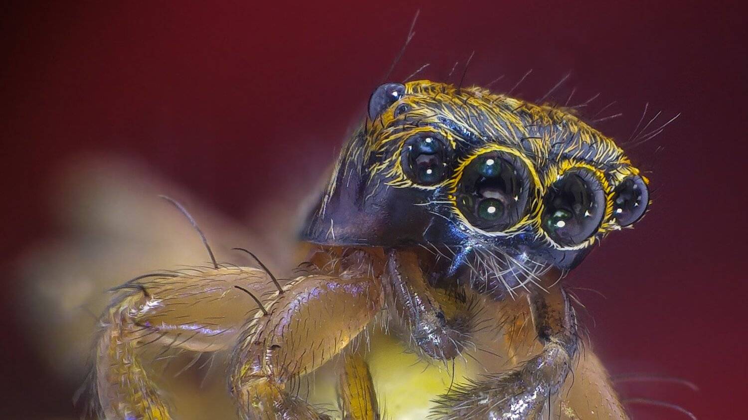 ceclii,macro,lgg4, Tsvetan Ganev