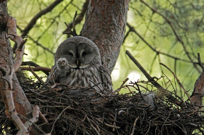 рука  фото превью