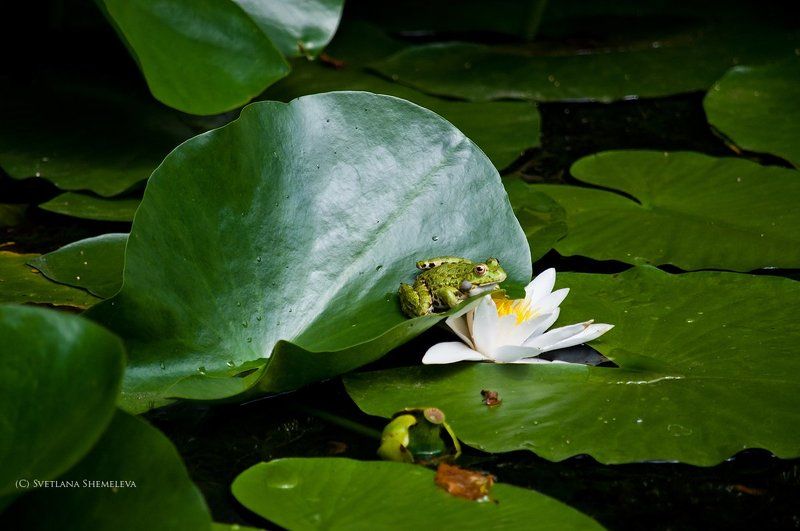 В царстве кувшинок фото превью