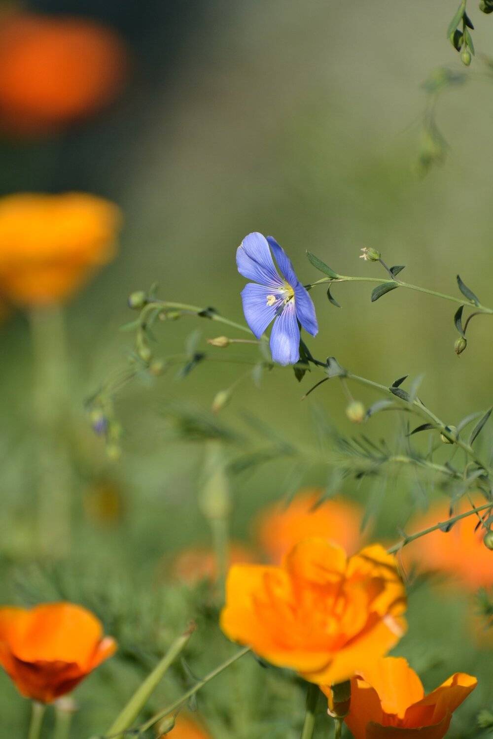 , Юрий Пужалин