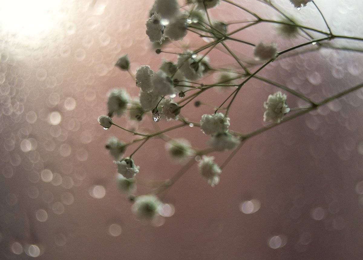 цветы,  макро, ьоке, гелиос, Чернякова Анна