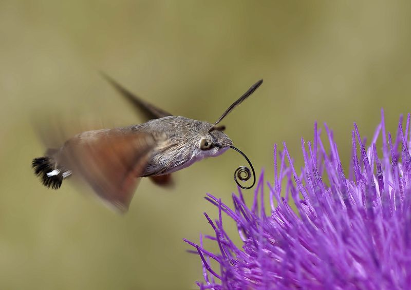 animal, nature, macro, hummingbird moth, speedy, Speedy фото превью