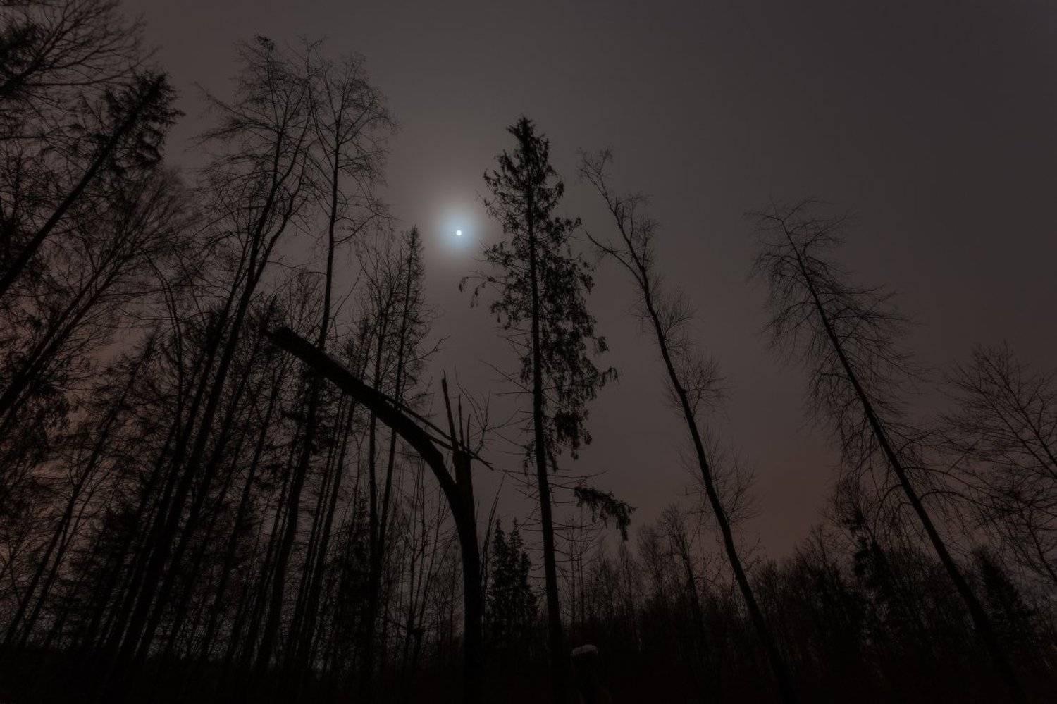 , Андрей Дитковский