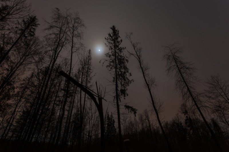 Pulsar фото превью