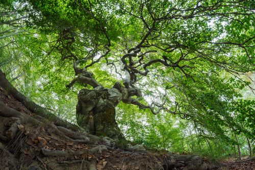 The Crooked Tree