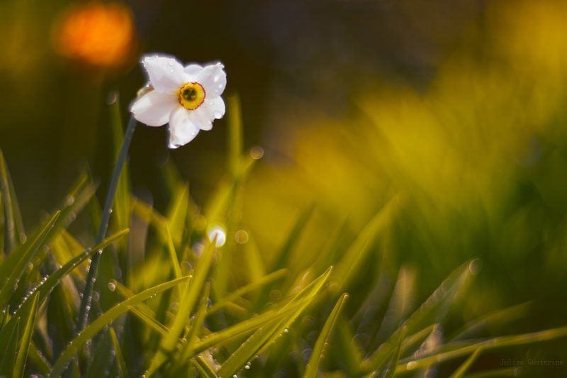 самовлюбленный нарцисс фото превью