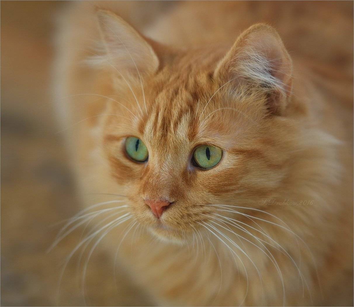 кошки, рыжий, портрет, Sergey Drobkov