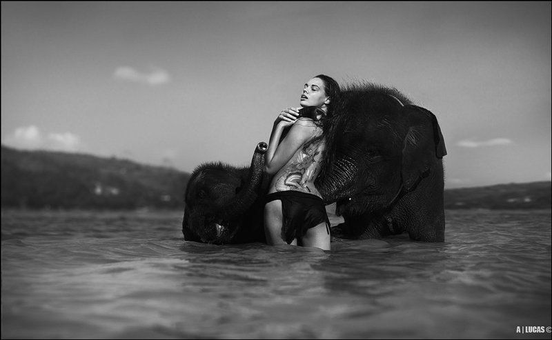 bone, elephant, © BONE ELEPHANT © фото превью