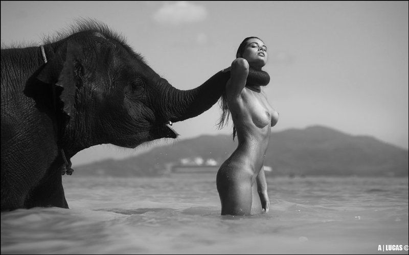 lucas, lucastudio, nude BONE ELEPHANT © фото превью