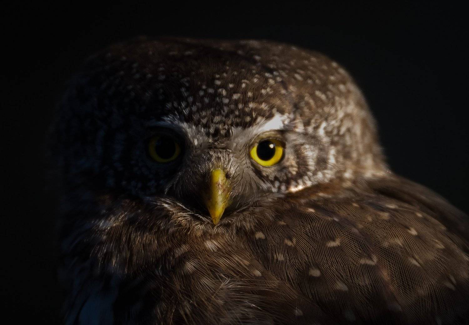 Eurasian Pygmy Owl, finland, owl, Jarkko J&auml;rvinen