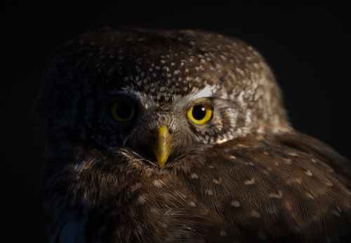 Eurasian Pygmy Owl