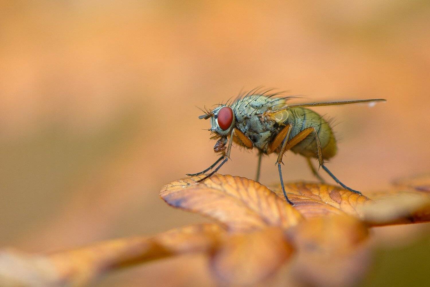 , Кузнецов Дмитрий